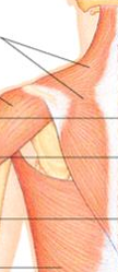 <p>muscle in the scapula. extend the head, abduct, elevate, or depress the scapula</p>