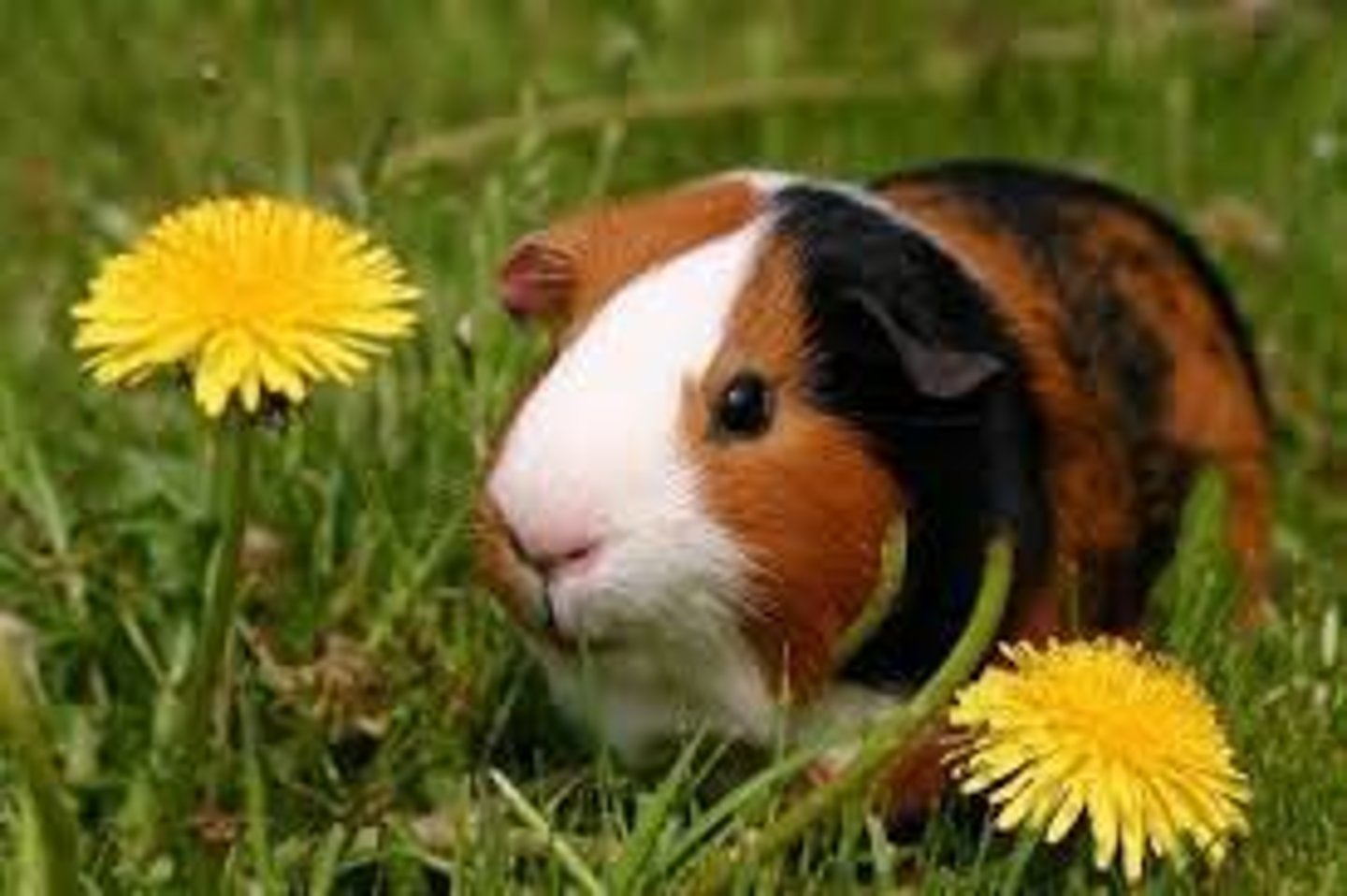 <p>das Meerschweinchen</p>