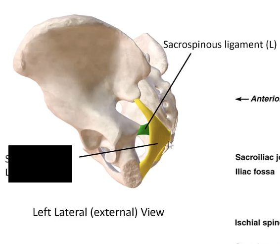 <p>The ligament that extends from the sacrum to the ischial tuberosity.</p>