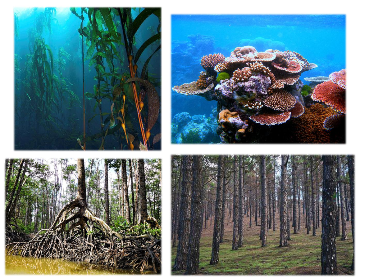 <ul><li><p>Shape their community!</p></li><li><p><span><span>Provide an ecological foundation for many other species, even though they might not benefit from the interactions.</span></span></p></li><li><p><span><span>e.g., physical foundation or infrastructure for a community or ecosystem</span></span></p></li><li><p><span><span>Often highly abundant</span></span></p></li><li><p><span><span>Examples</span></span></p></li><li><p><span><span>Many trees, Corals, Kelp</span></span></p></li></ul><p></p>