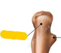 <p><span>quel est cette partie? de ulna</span></p>