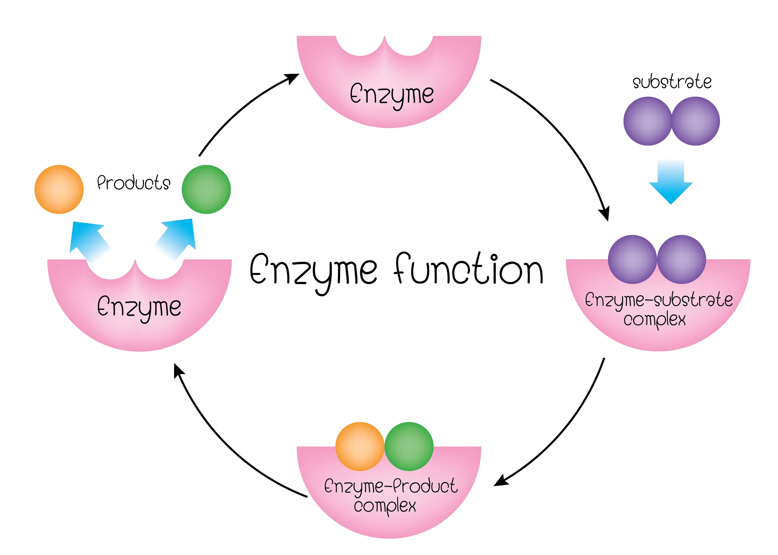 function of enzymes 