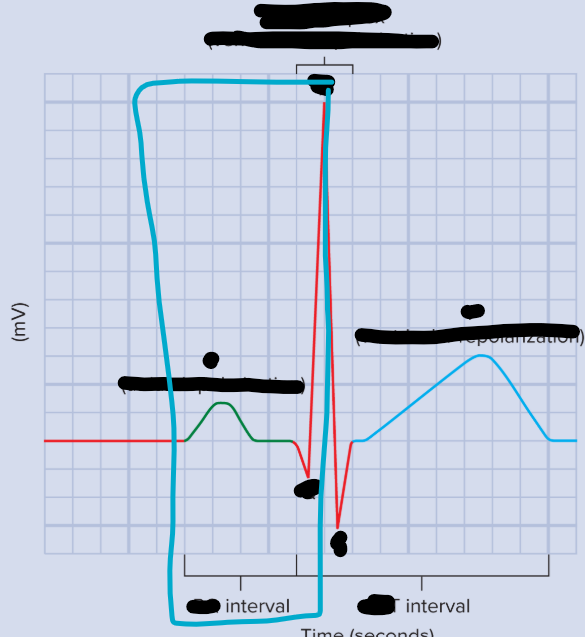 <p>PR interval</p><ul><li><p>Atria contract and relex</p></li><li><p>At end: ventricles depolarize</p></li></ul><p></p>