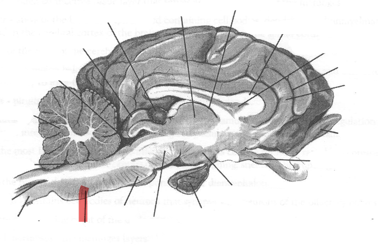 <p>Identify highlighted arrow</p>