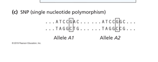 <p>SNPs 1 bp </p><p>VNTRs</p><p>One base pair</p><p>3.3 million</p>