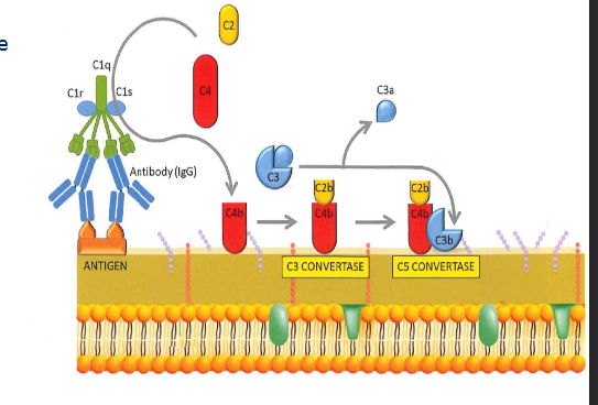 <p>antigen specific antibodies form immune complexes</p>