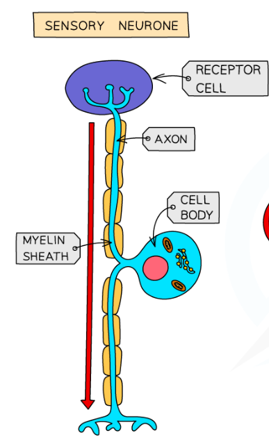 <p>Carries messages from PNS to CNS</p><p>Long dendrites and short axons</p>