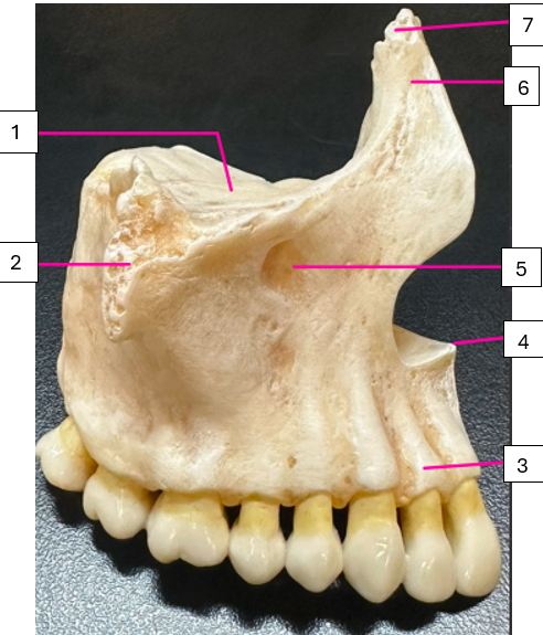 <p>3 + F</p>