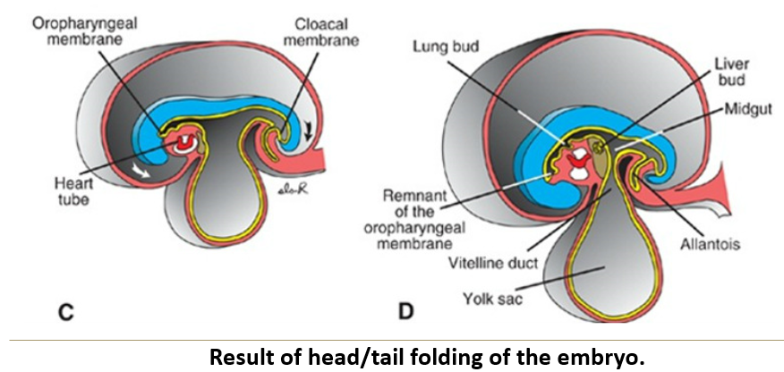 <ul><li><p>The <strong>oropharyngeal membrane</strong> and <strong>cardiogenic region</strong> move to a <strong>ventral position</strong>, with the <strong>oropharyngeal membrane</strong> now cranial to the <strong>heart</strong>.</p></li><li><p>The <strong>foregut</strong> forms by internal incorporation of part of the <strong>yolk sac</strong>.</p></li><li><p>The <strong>stomodeum</strong> forms, marking the <strong>primordium of the mouth</strong>.</p></li></ul><p></p>