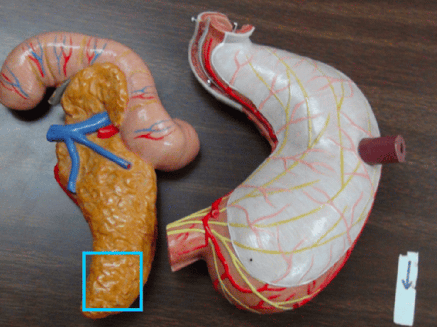 knowt flashcard image