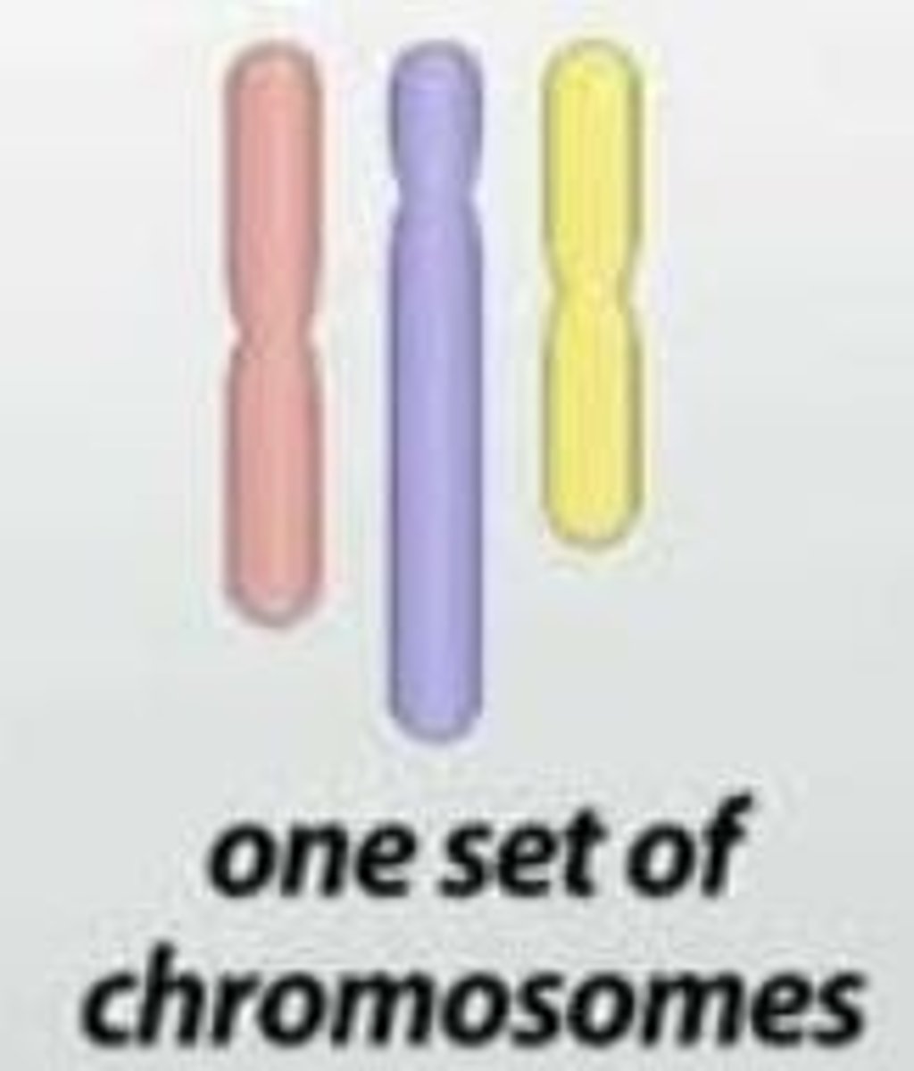 <p>Haploid cells (n)</p>