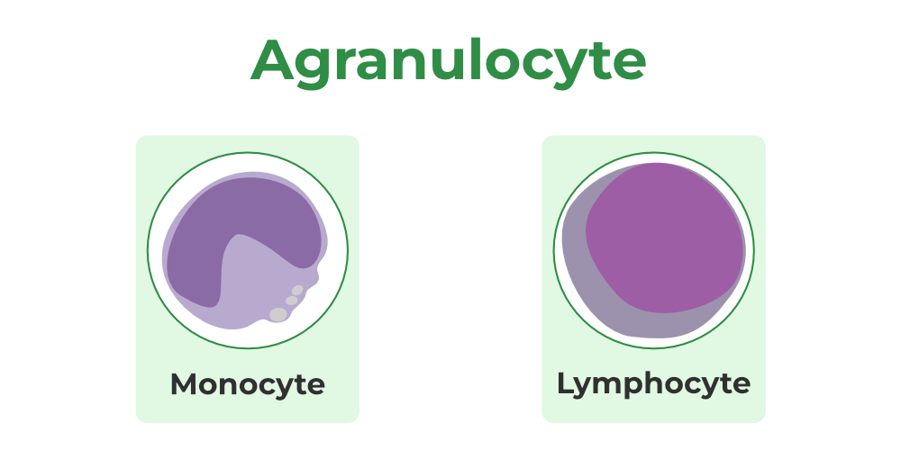 <p>define agranulocytes &amp; identify the purpose of each and prevalence in the body.</p>