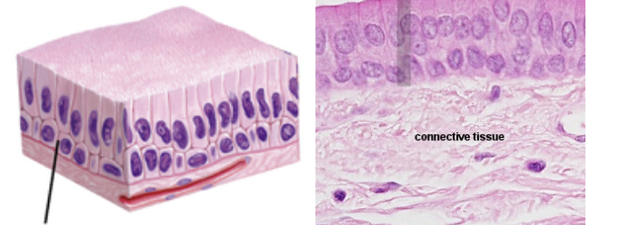 <p>Composed of column-shaped cells arranged in multiple layers</p>