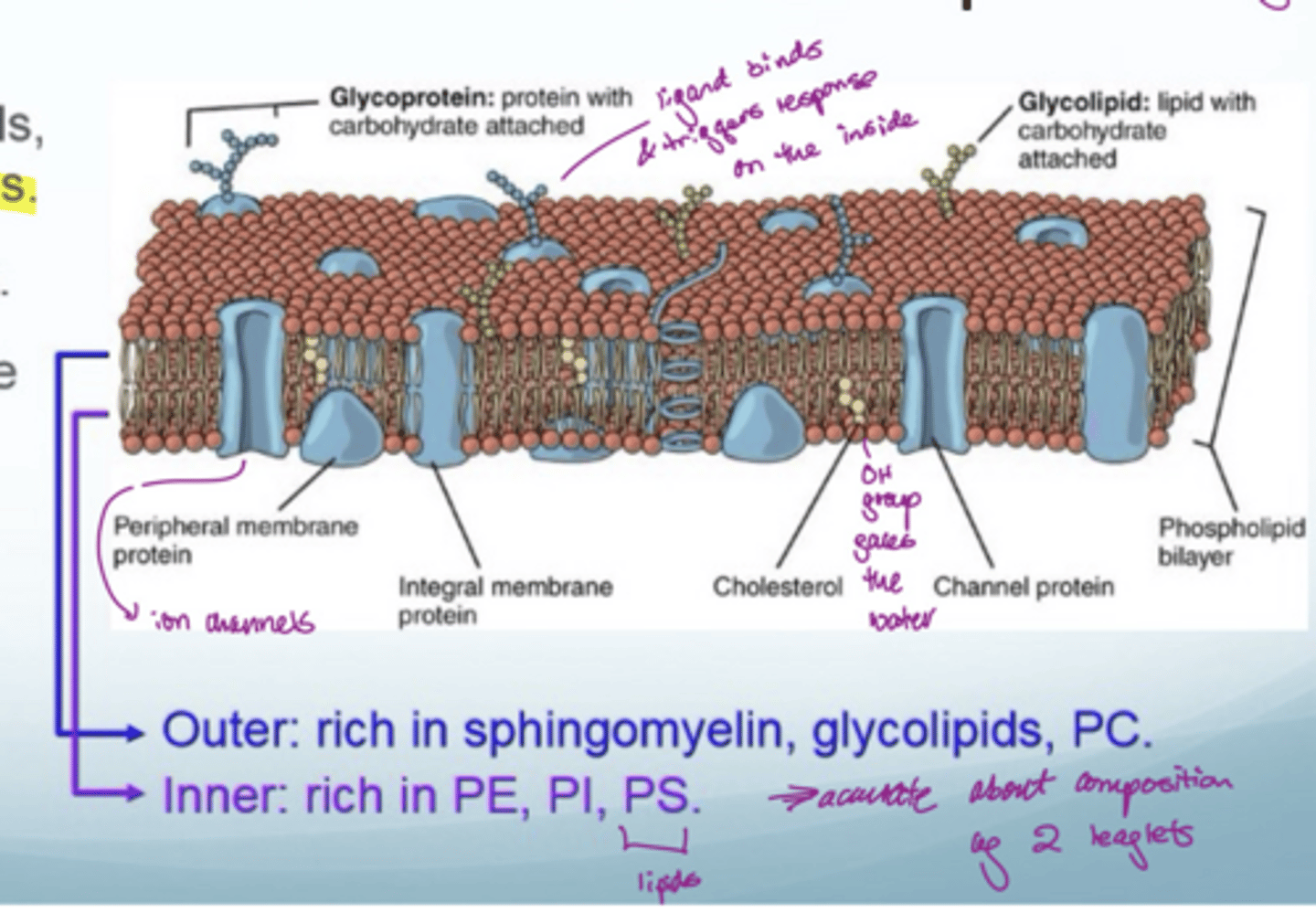 <p>a complex mixture of sterols, (glyco)lipids, (glyco)proteins</p><p>fluid mosaic model</p><p>have transport mechanisms since need to transport polar molecules into cells without touching the inside of the bilayer (cannot directly diffuse across)</p>