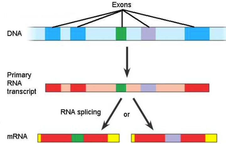 <p>a type of eukaryotic gene regulation at the RNA-processing level in which different mRNA molecules are produced from the same primary transcript, depending on which RNA segments are treated as exons and which as introns</p>