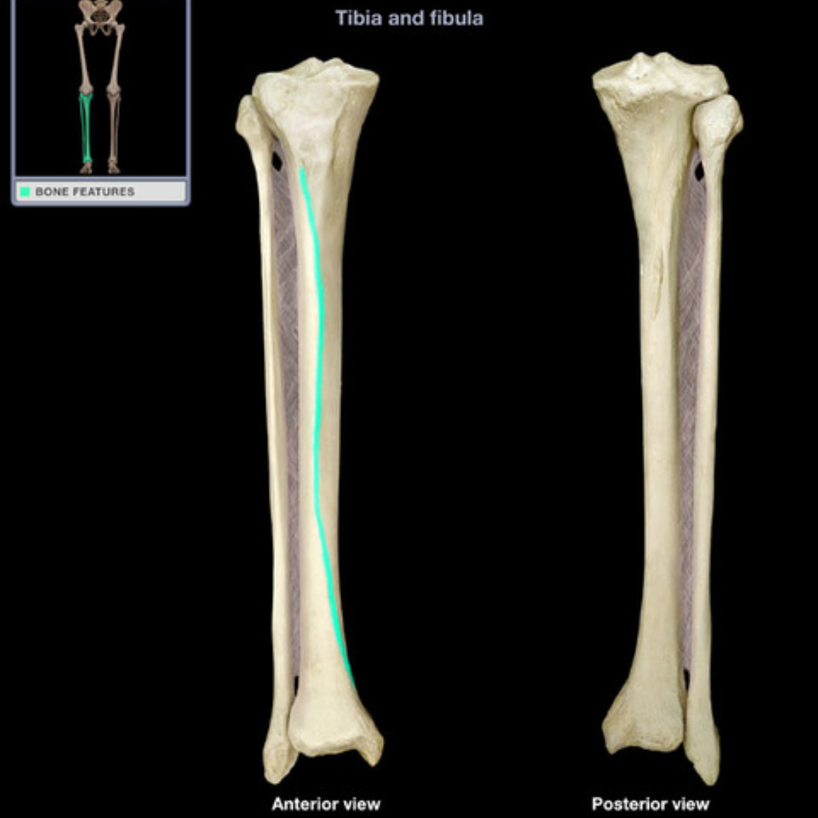 <p>What muscle originates into anterior fibula and action</p>