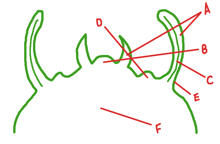 <p>E</p>