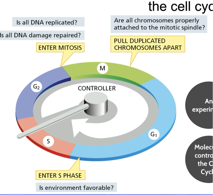 <p>confirms that the DNA is undamaged and fully replicated before entering mitosis</p><p>Asks: </p><p>Is all the DNA replicated? Is all the DNA damaged repaired? </p>