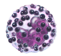 <p>cytoplasm has few large blue-purple granules; U- or S- shaped nucleus with constrictions, stains dark blue </p>