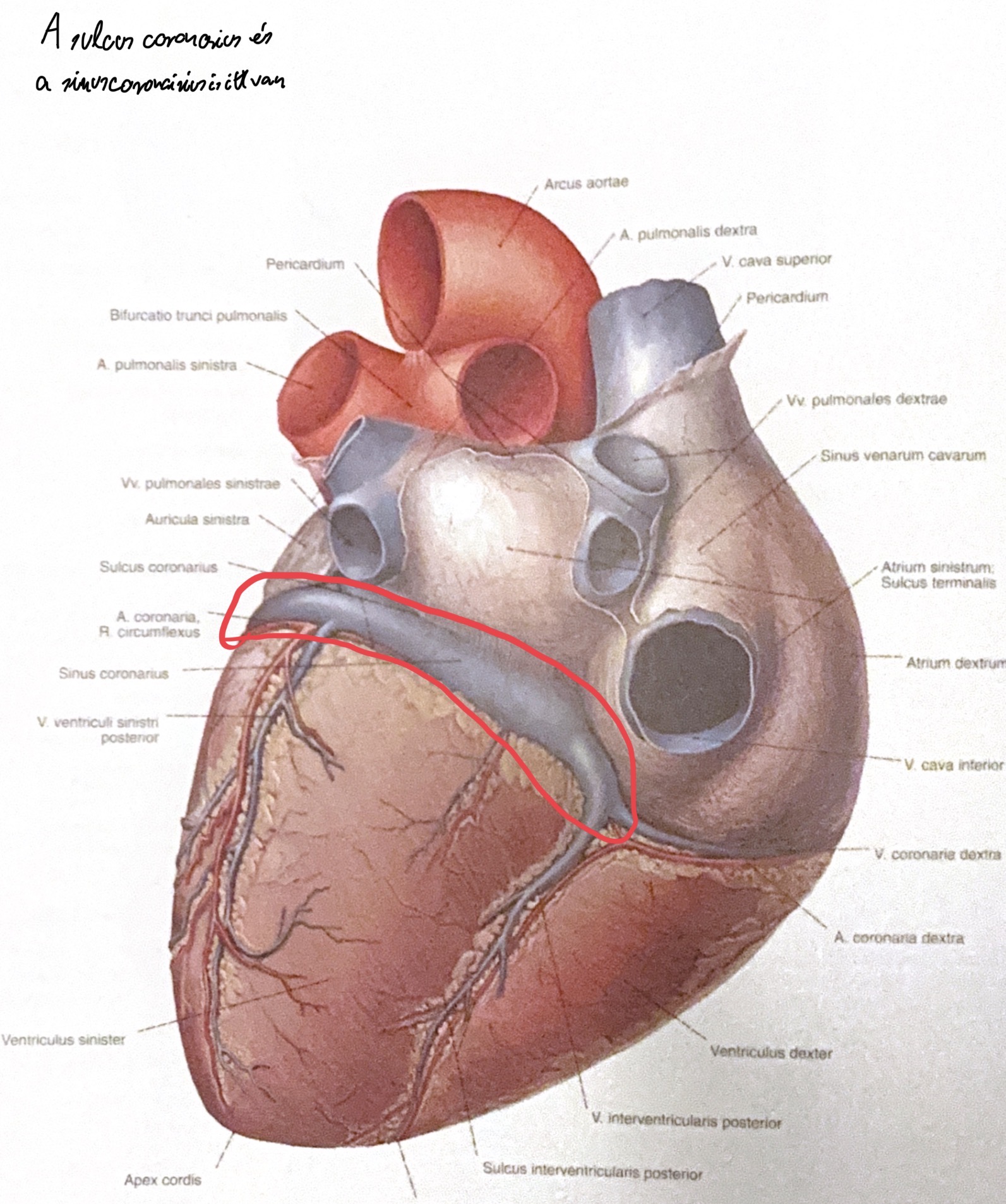 <p>Sulcus coronarius</p>