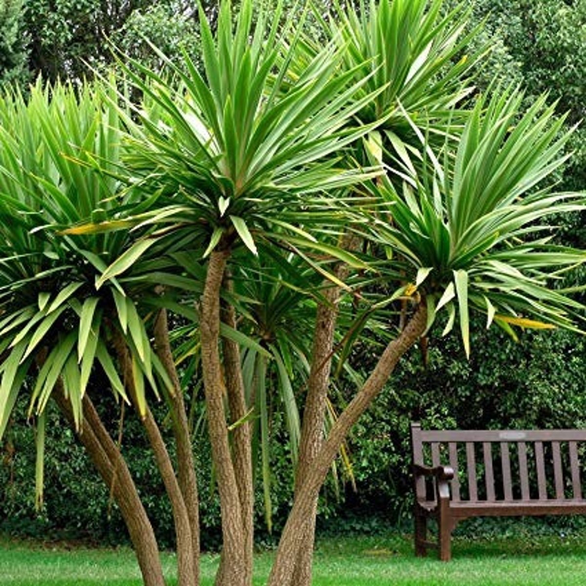 <p>Giant Dracaena</p>