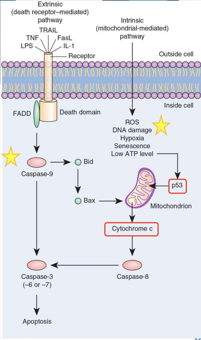 <p>triggered by bacterial LPS,ROS, DNA damage, senescence or low ATP level cause apoptosis</p>