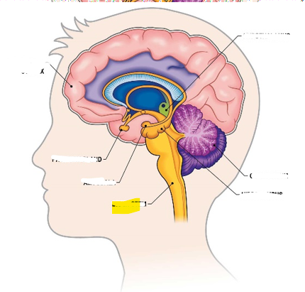<p>Hvaða hlut i heilans er þetta?</p>