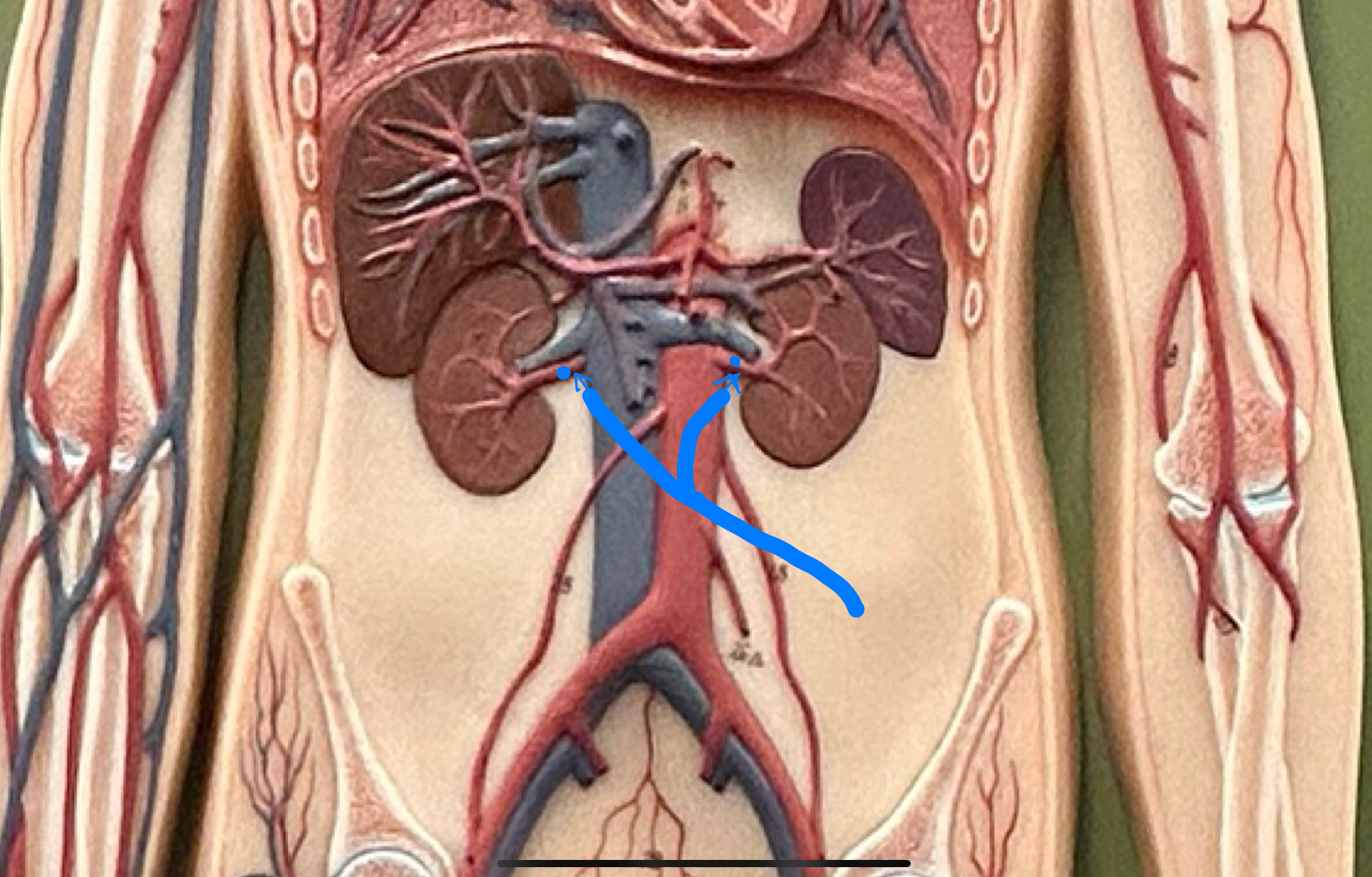 knowt flashcard image