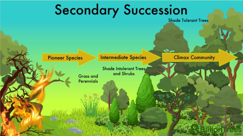 <p>The succession of plant life that occurs in areas that have been disturbed but have not lost their soil.</p>