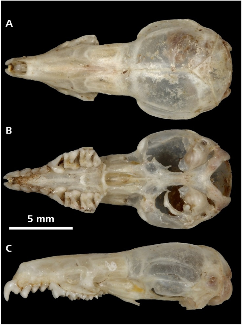 <p>What is the clade, order and family?</p>
