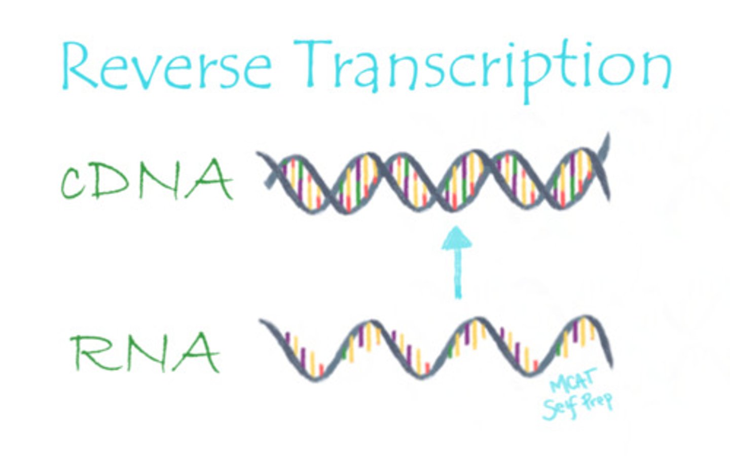<p>(C) Reverse Transcription</p>