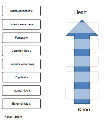 <p>Using the terms provided, trace a drop of blood from the posterior side of the knee&nbsp;back to the heart.</p><p><em>Not all labels will be used.</em></p>