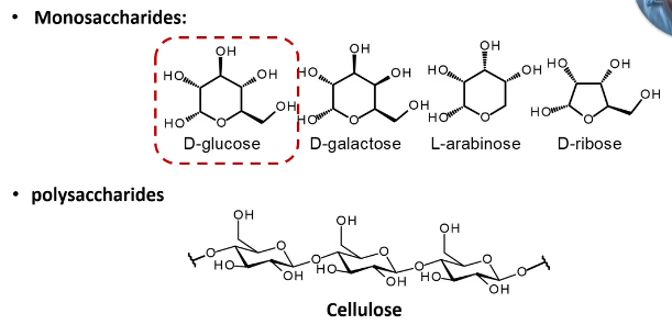 <p>Cn(H2O)n</p><p>-not well preserved</p><p></p><p>Chitin exception; exoskeletons of arthropods are well preserved unlike other carbohydrate material</p>