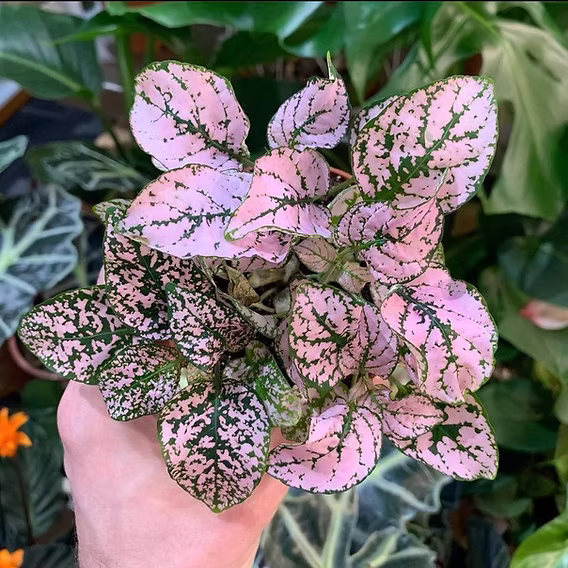 <p>Polka-Dot plant</p>