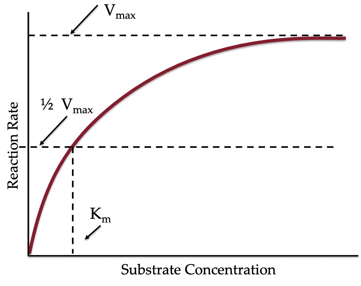 <p>Maximum velocity a reaction can proceed</p><p></p><p>At a certain point no matter how much substrate you add the reaction will not speed up because all enzymes are occuppied.</p>