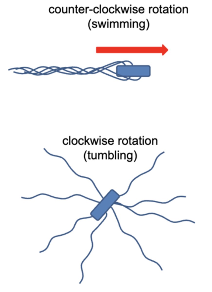 <p>rotates</p>
