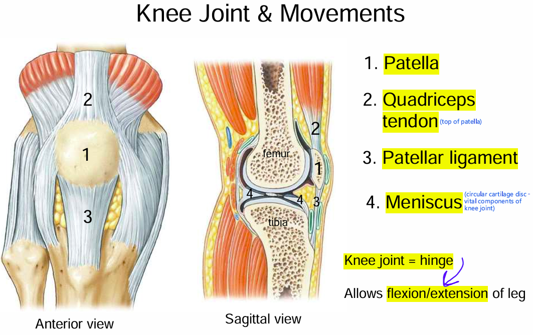 <p>Hinge </p><p>Allows flexion/extension of leg</p>
