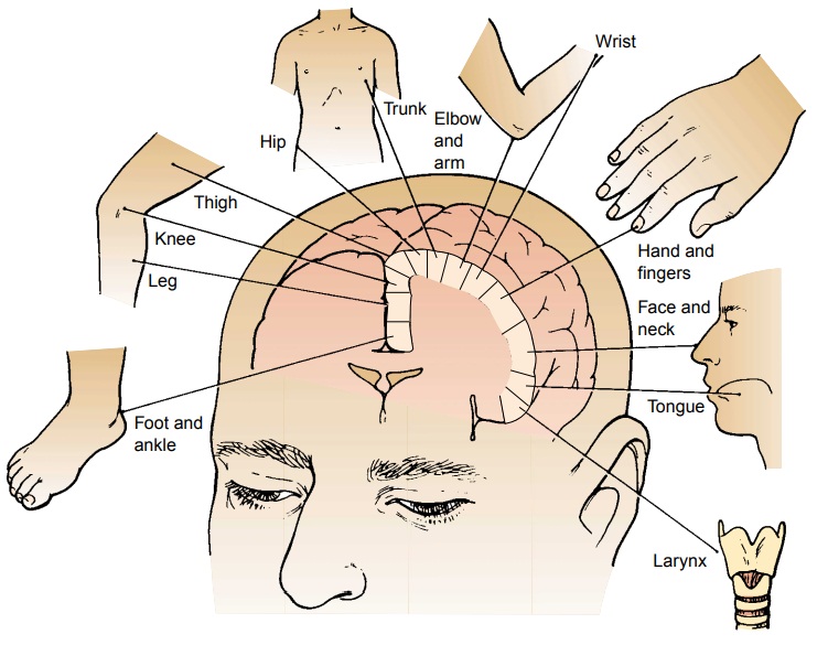 <p>sensory (afferent) motor (efferent)</p>