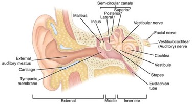 <p>external auditor meatus inner border</p>
