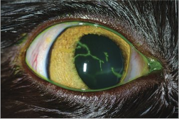 <p>Name this pathology and state the causative agent</p>