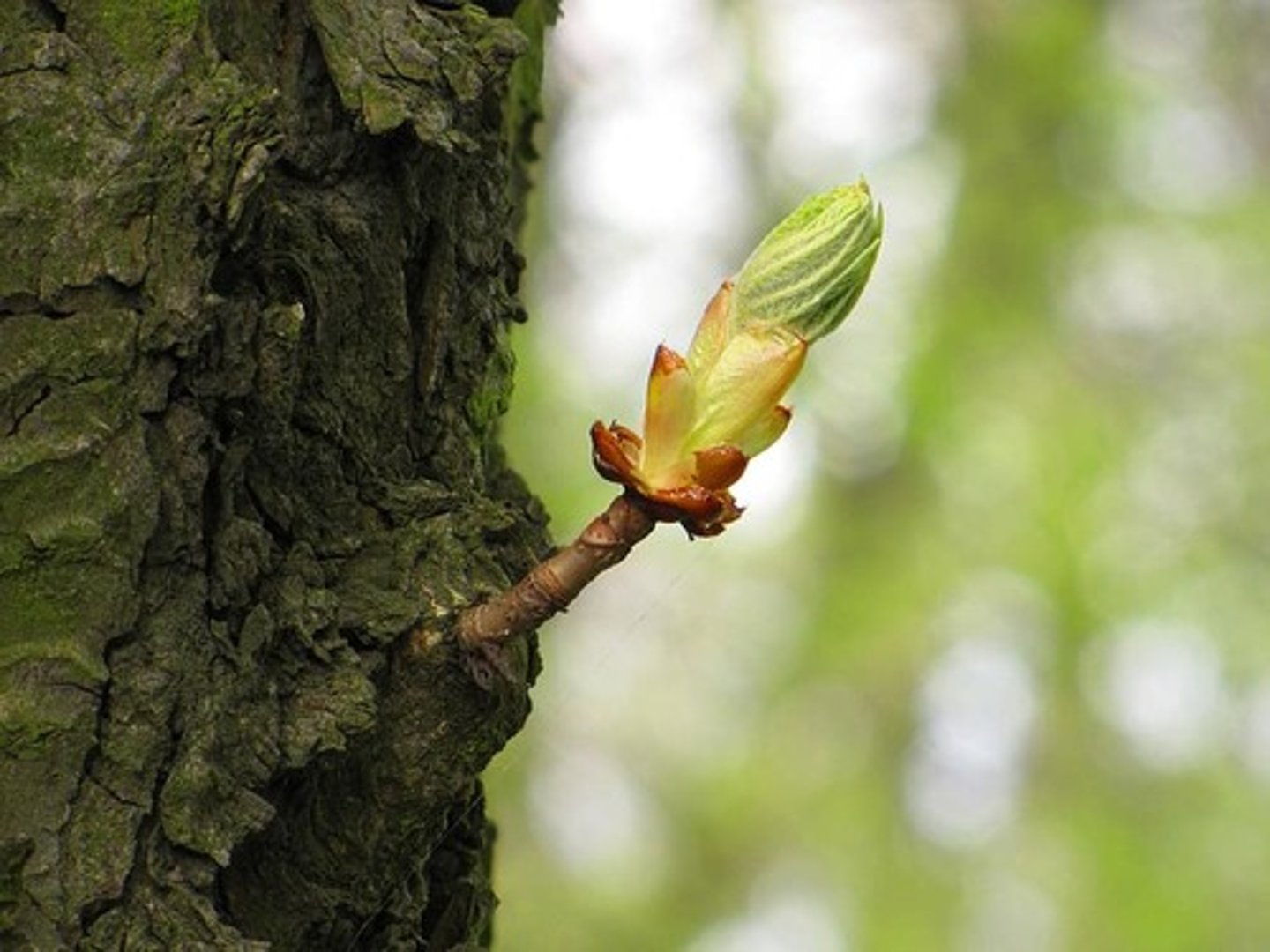 <p>something that has developed from something larger that already existed</p><p>~ branch</p>