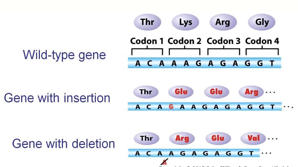 <p>an insertion or deletion of one or more bases that shifts all of the bases by one or more which changes the amino acid</p>
