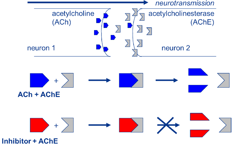 <p><span>ACh (blue) is released from the presynaptic neuron into the synapse where it</span></p><p style="text-align: left"><span>merges to and activates the AChR present on membrane of the postsynaptic cell (not</span></p><p style="text-align: left"><span>shown). Meanwhile, AChE (grey) present in the synaptic cleft hydrolyses the ACh</span></p><p style="text-align: left"><span>neurotransmitter to avoid overstimulation of the postsynaptic membrane. Organophosphate</span></p><p style="text-align: left"><span>insecticides (red) bind to the AChE and prevent its reaction with ACh, causing accumulation</span></p><p style="text-align: left"><span>of ACh</span></p>