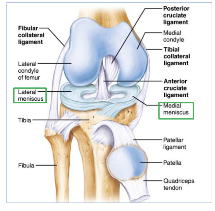 <p>found inside the capsule, in the front and back of knee.</p><p>(ex- ACL, most common injury of ligament in knee, takes long time to heal)</p>