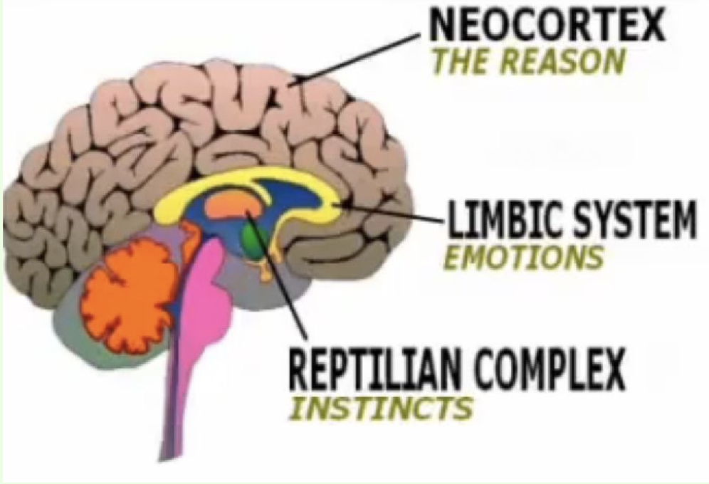 <p>Forebrain, Midbrain, Hindbrain.</p>