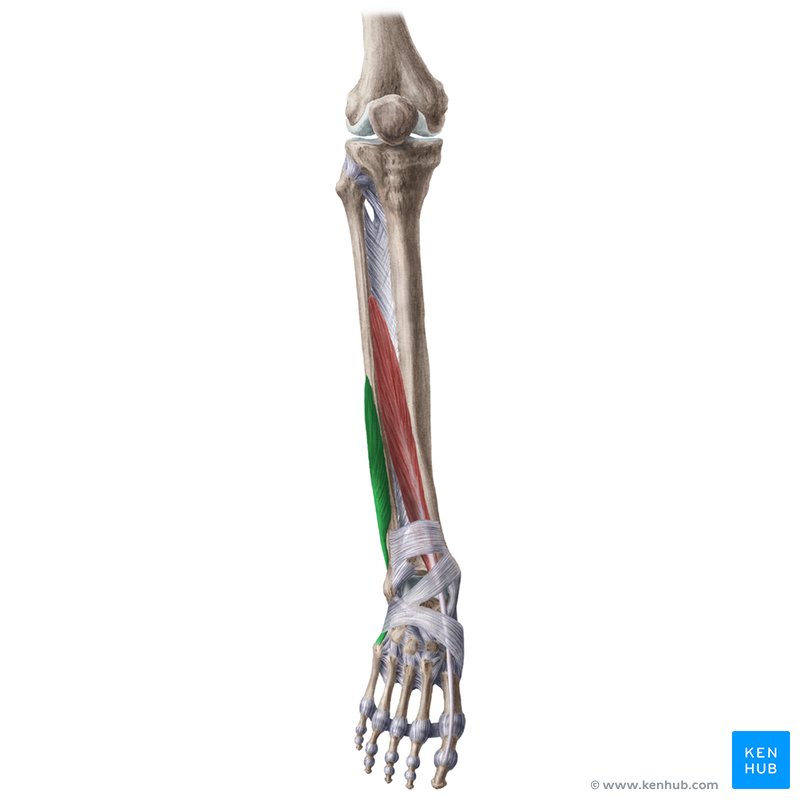 <p><strong>Action</strong>: Plantar flexion and eversion</p>