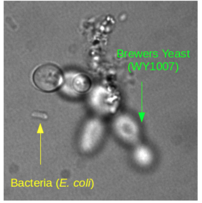 <p>Be able to tell yeast and bacteria apart.</p>
