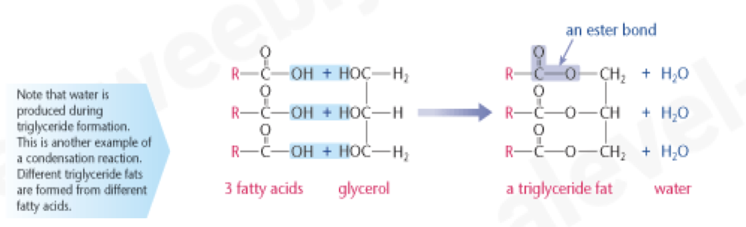 <ul><li><p>alcohols contain the <strong>hydroxyl group</strong> (–OH) attached to C atom</p></li><li><p><strong>reaction</strong> between (fatty) acid (–COOH) and alcohol (– OH) produces an ester</p></li><li><p>the chemical link between acid and alcohol is called an <strong>ester bond</strong> and is formed by a <strong>condensation reaction</strong></p></li><li><p>glycerol has 3 <strong>hydroxyl groups</strong>; each one is able to undergo a condensation reaction with a fatty acid</p></li><li><p>triglycerides are <strong>insoluble</strong> in water due to the non- polar nature of hydrocarbon tails – they don’t have uneven distribution of charges and are hydrophobic</p></li></ul><p></p>