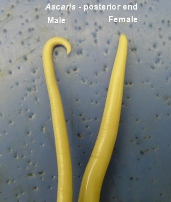 ascaris female vs male