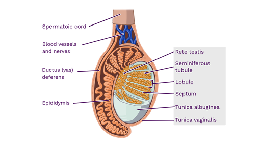 Numerous compartments that each testicle is divided into